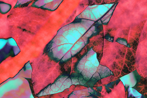 Leaf me Red and Aqua.jpg